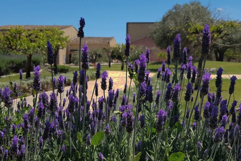 Giardino di lavanda di La Corte del Sole.